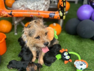 Yorkiepoo dogs - Advert 2