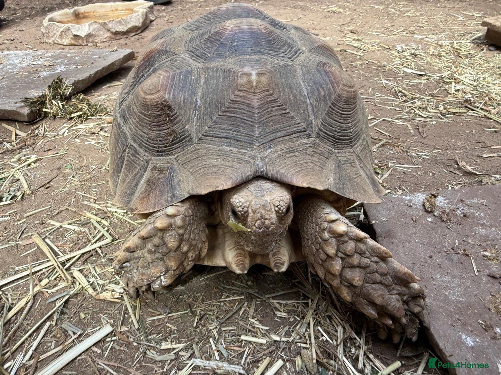 Tortoise reptiles 2 beautiful sulcata tortoise  - Advert 1