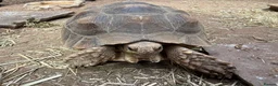 Tortoise reptiles for sale: 2 beautiful sulcata tortoise  - Advert 1