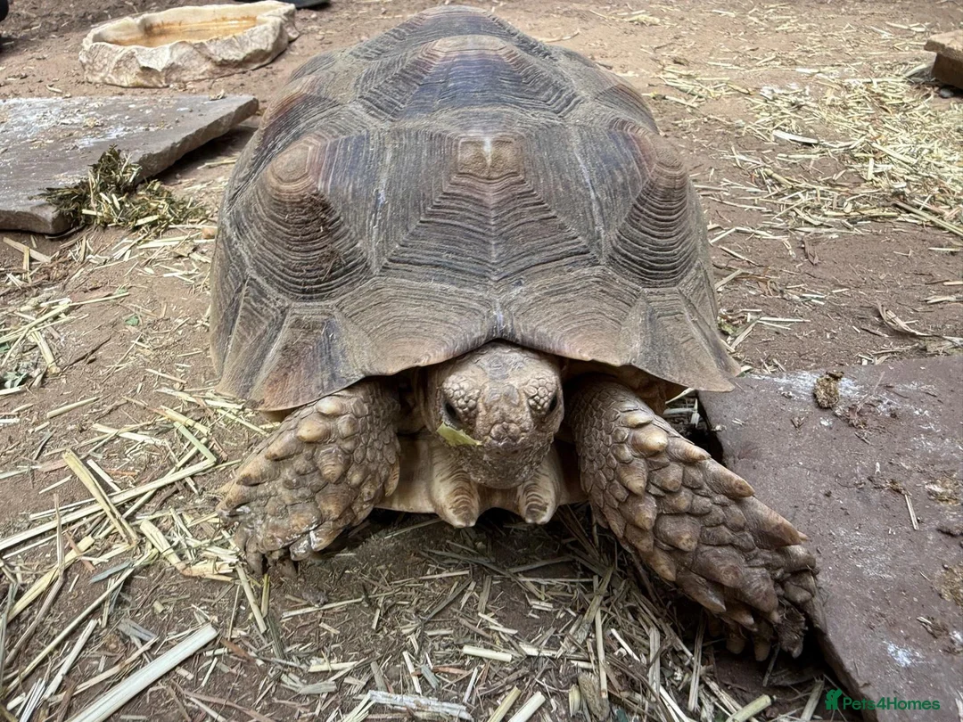 Tortoise reptiles for sale: 2 beautiful sulcata tortoise  - Advert 1