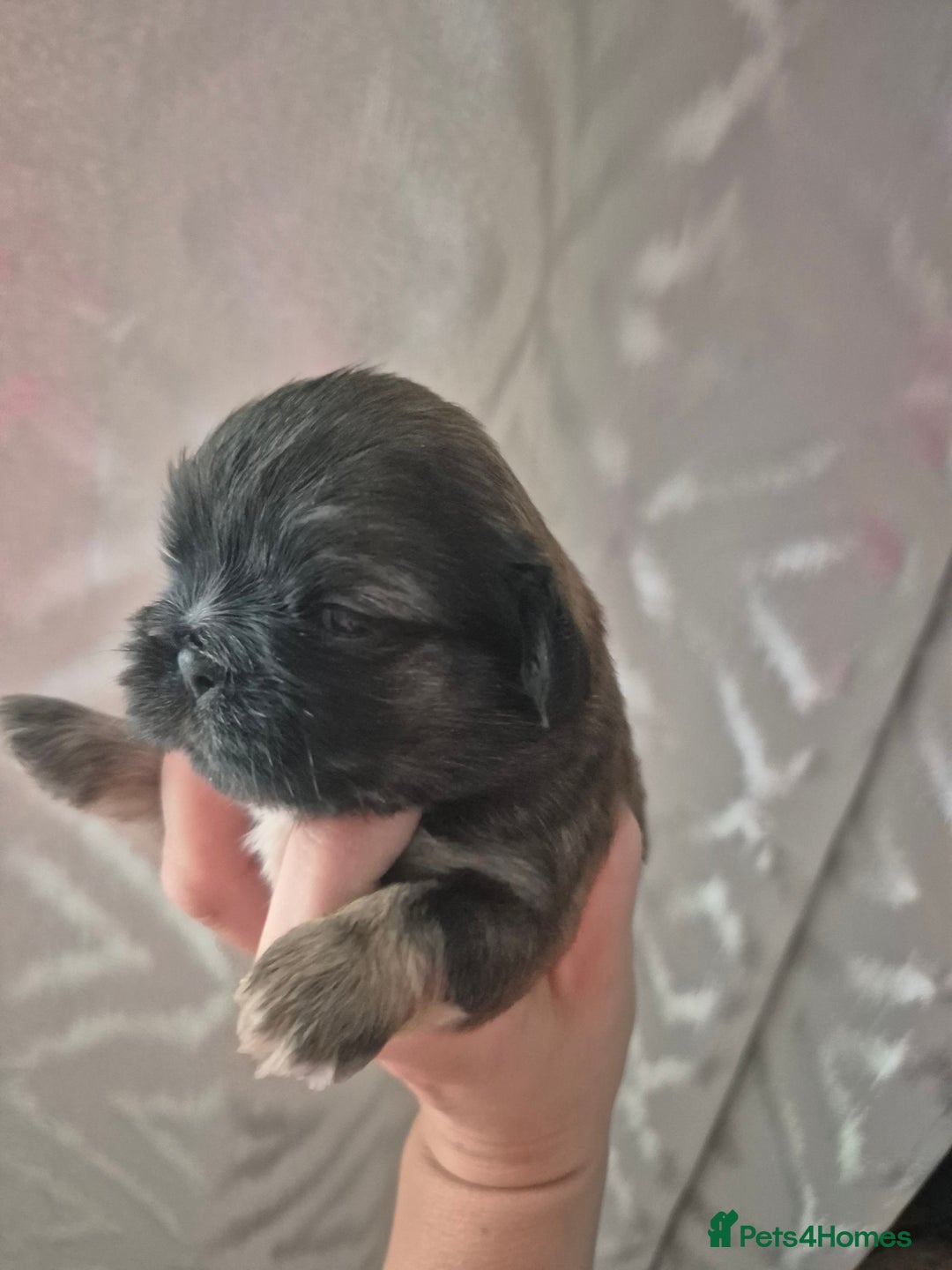 Shih Tzu dogs for sale: ✨ Beautiful Shih Tzu Puppies for Sale ✨ - Image 12