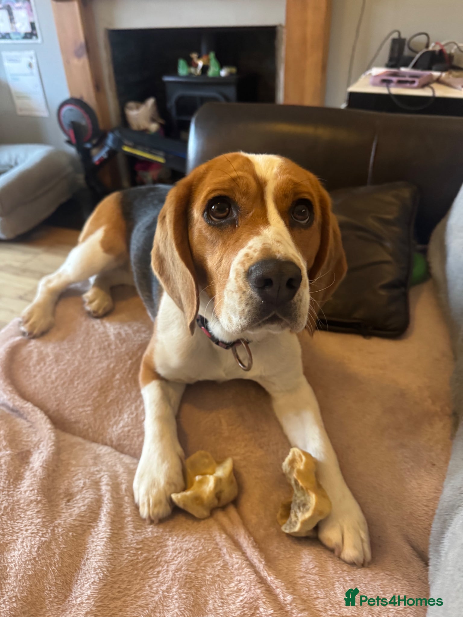 Beagle dogs Beagle female daisy 14 months old girl  - Advert 5