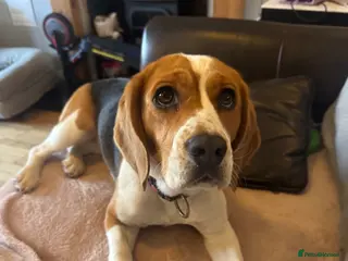 Beagle dogs Beagle female daisy 14 months old girl - Advert 5