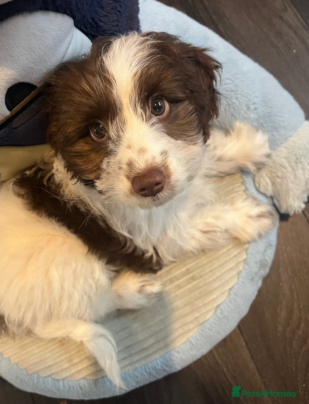 Cockapoo dogs for sale: 11 week old, Female Cockapoo puppy for rehoming - Advert 1