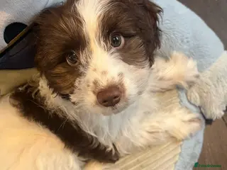 Cockapoo dogs 11 week old, Female Cockapoo puppy for rehoming - Advert 11