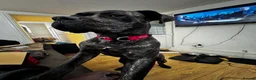 Cane Corso dogs for sale: Loving Cane Corso needs a home - Advert 1