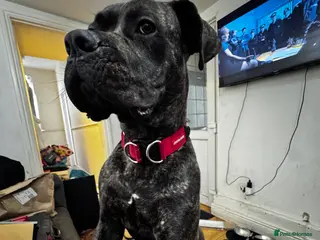 Cane Corso dogs Loving Cane Corso needs a home - Advert 4