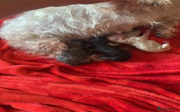 Maltipoo dogs for sale: Maltipoos puppy’s  - Image 6