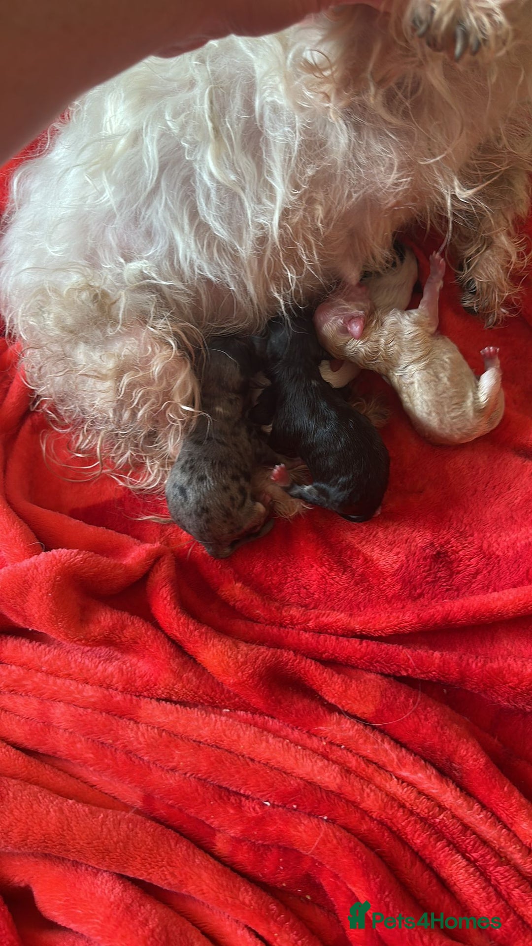 Maltipoo dogs for sale: Maltipoos puppy’s  - Image 6