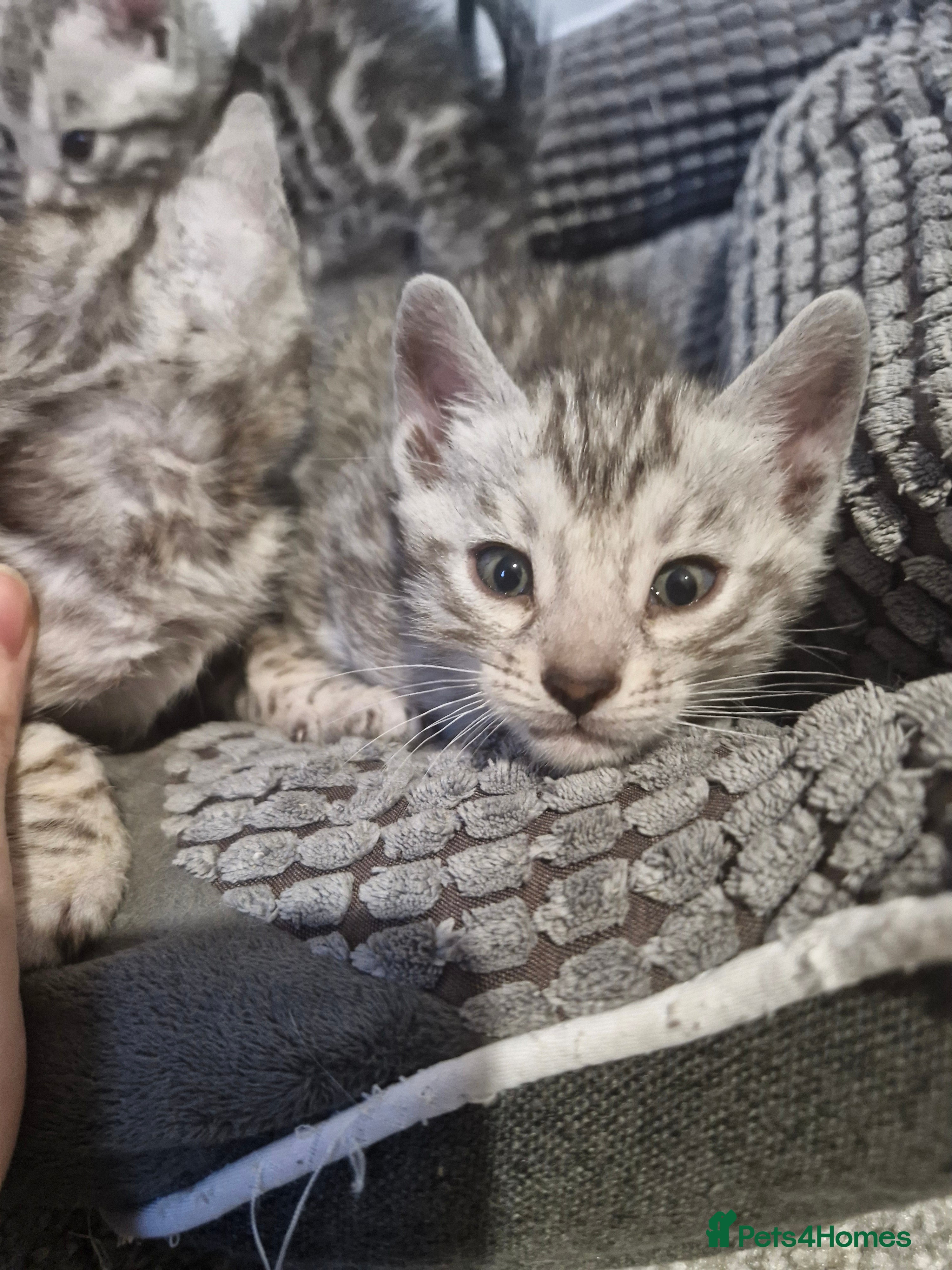 Bengal cats TICA Snow & Silver Health Tested Bengal Kittens - Advert 8