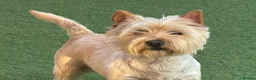 Cairn Terrier dogs for sale: KC reg pups off health tested parent avail 11/08 - Advert 8