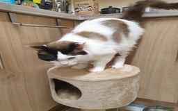 Ragdoll cats for sale: Ragdoll kittens  - Image 8