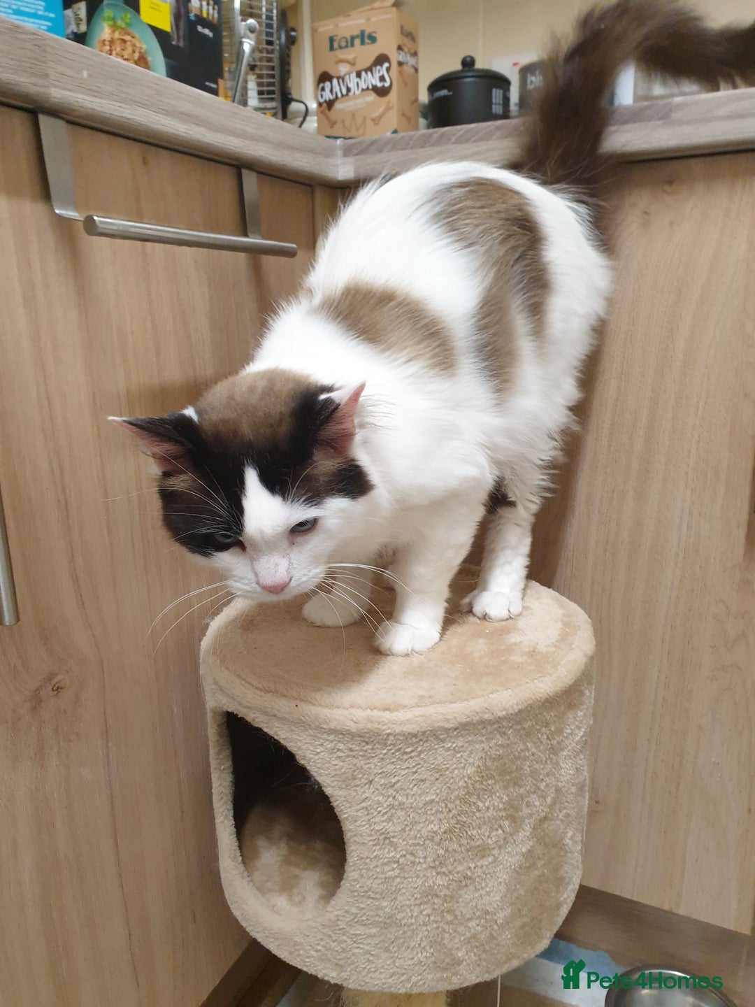 Ragdoll cats for sale: Ragdoll kittens  - Image 8