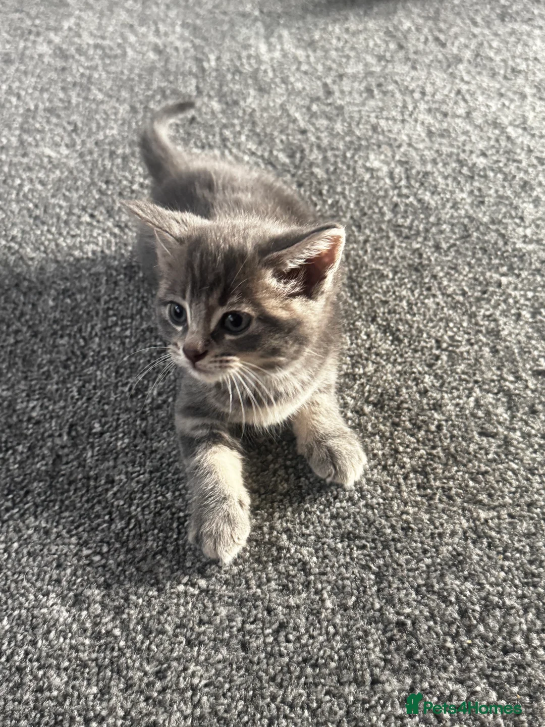 British Longhair cats for sale: British longhair and shorthair kittens - Advert 5