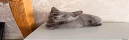 Russian Blue cats for sale: Beautiful Russian Blue Girl – 14 Weeks - Advert 11