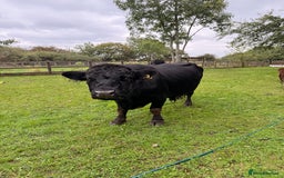 Cows & Bulls livestock for sale: Dexter 1 Bull and two cows for sale - Image 1