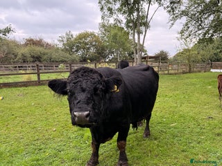Cows & Bulls livestock - Advert 11