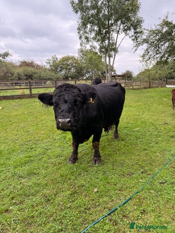 Cows & Bulls livestock - Advert 5