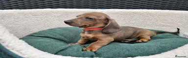 Red collar Red girl