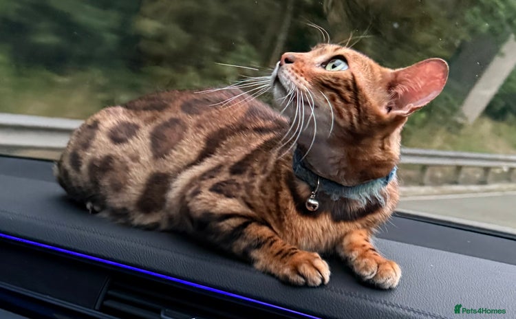 Bengal cats - Advert 6
