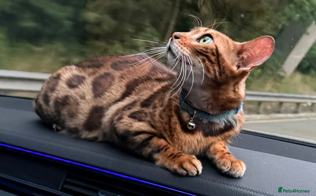 Bengal cats for sale: Stunning female bengal.  - Image 1