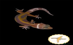 Leopard Gecko reptiles for sale: Baby leopard geckos for sale - Image 5