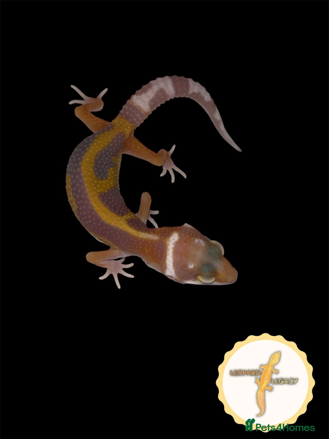 Leopard Gecko reptiles for sale: Baby leopard geckos for sale - Image 5