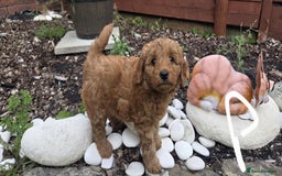 Cockapoo dogs for sale: Cockapoo f1b - Image 6