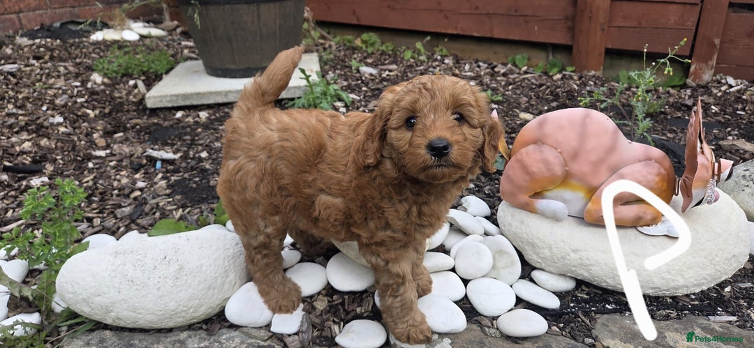 Cockapoo dogs for sale: Cockapoo f1b - Image 6