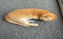 Scottish Fold cats for sale: LUXURY GOLDEN CHINCHILLA SCOTTISH FOLD KITTENS - Image 2