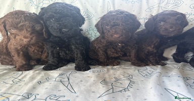 Cockapoo dogs - Advert 1