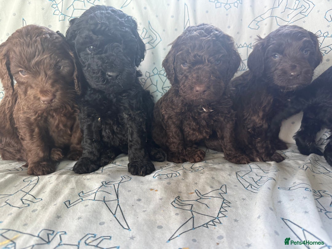 Cockapoo dogs for sale: chocolate&Black Cockapoos - Image 3