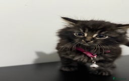 Mixed Breed cats for sale: 5 Beautiful Kittens - Ready for Homes Nov 17 - Image 1