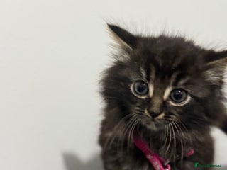 Mixed Breed cats for sale - Advert 1