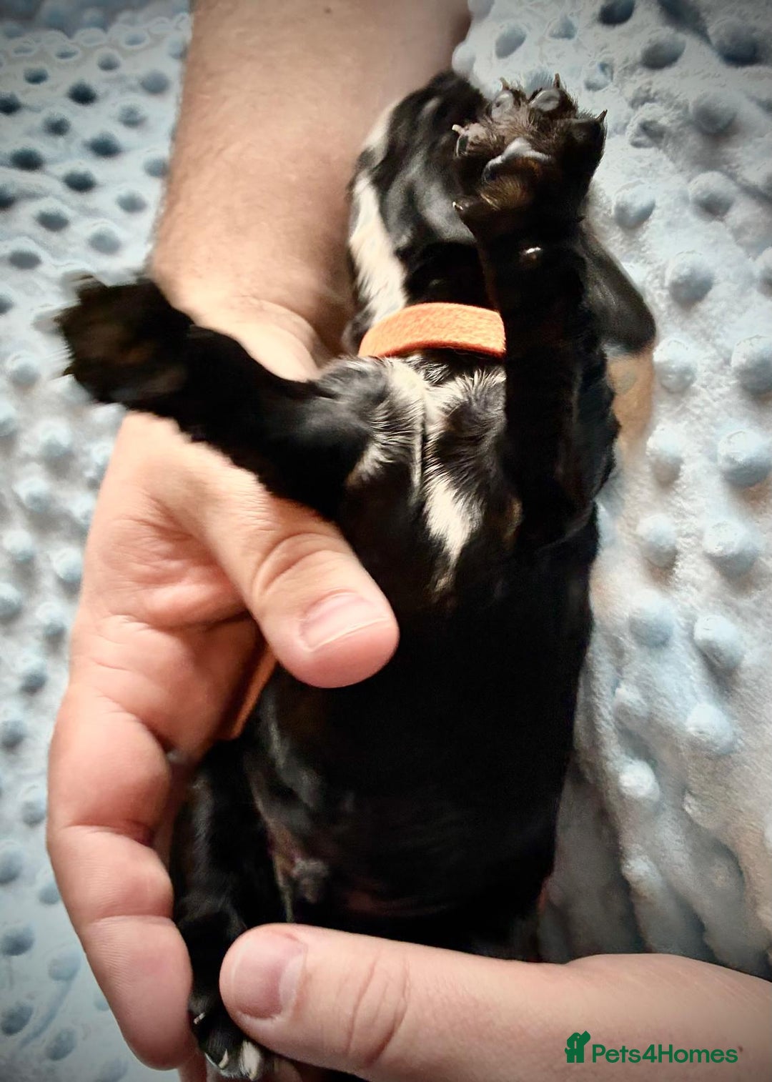 Sprocker dogs for sale: 9 gorgeous Sprocker pups - Image 27