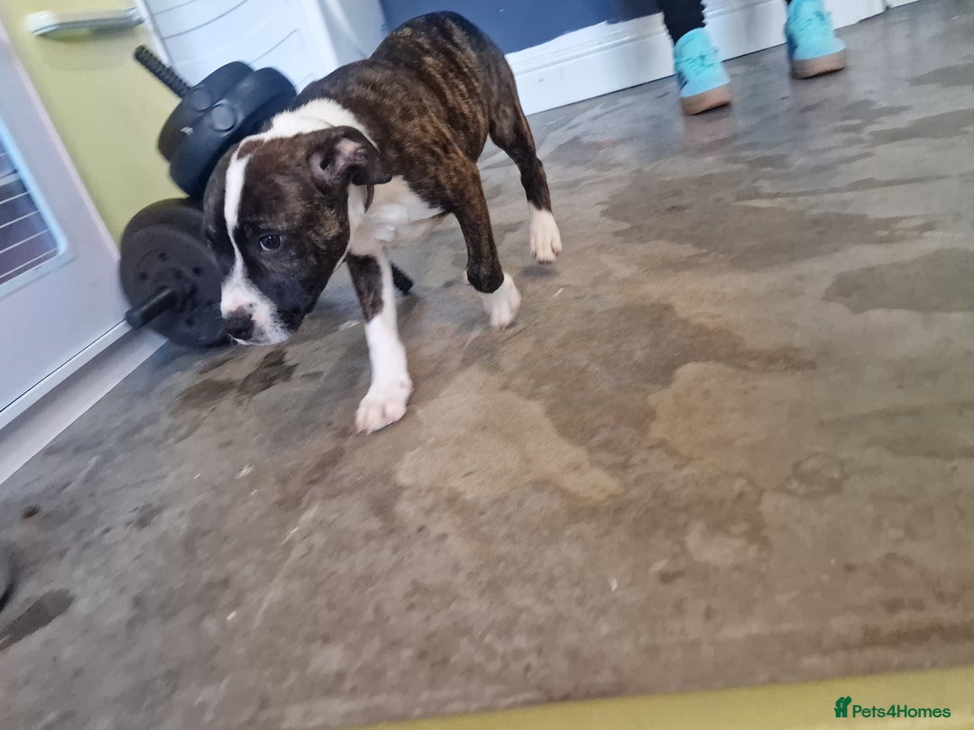 Mixed Breed dogs for sale: Pups  - Image 6