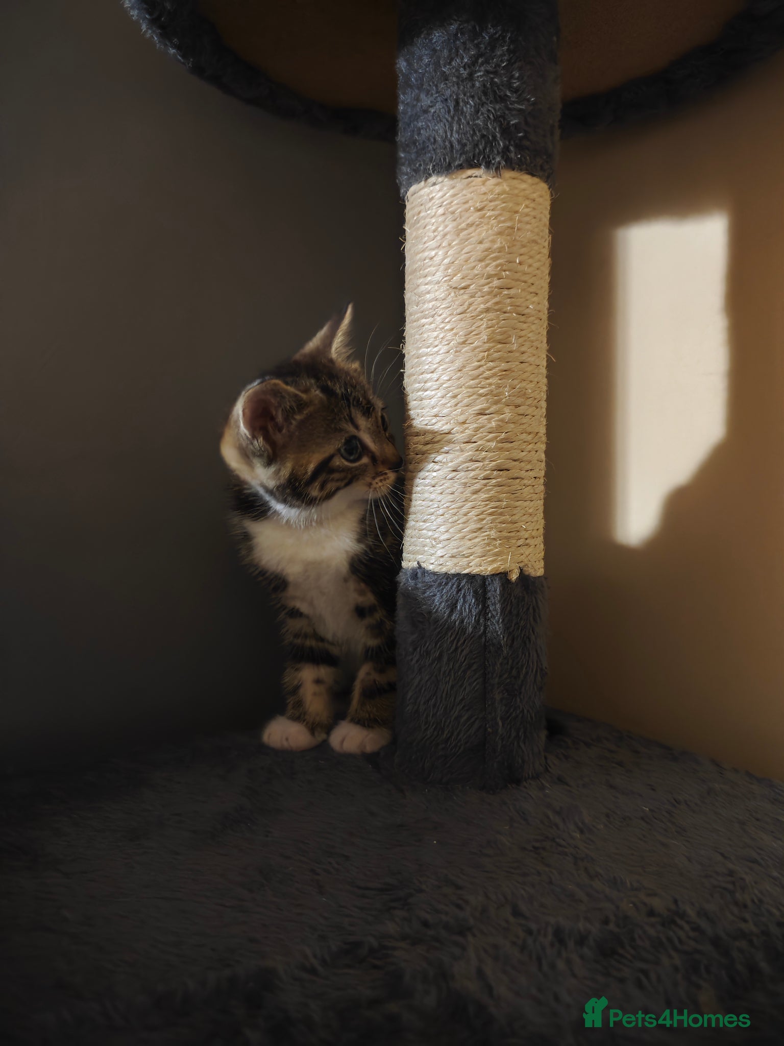 Mixed Breed cats for sale: mix breed kittens  - Advert 2