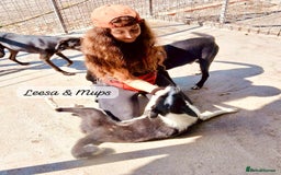 Mixed Breed dogs for adoption: Muppet, 18 months. Available for adoption. - Image 8