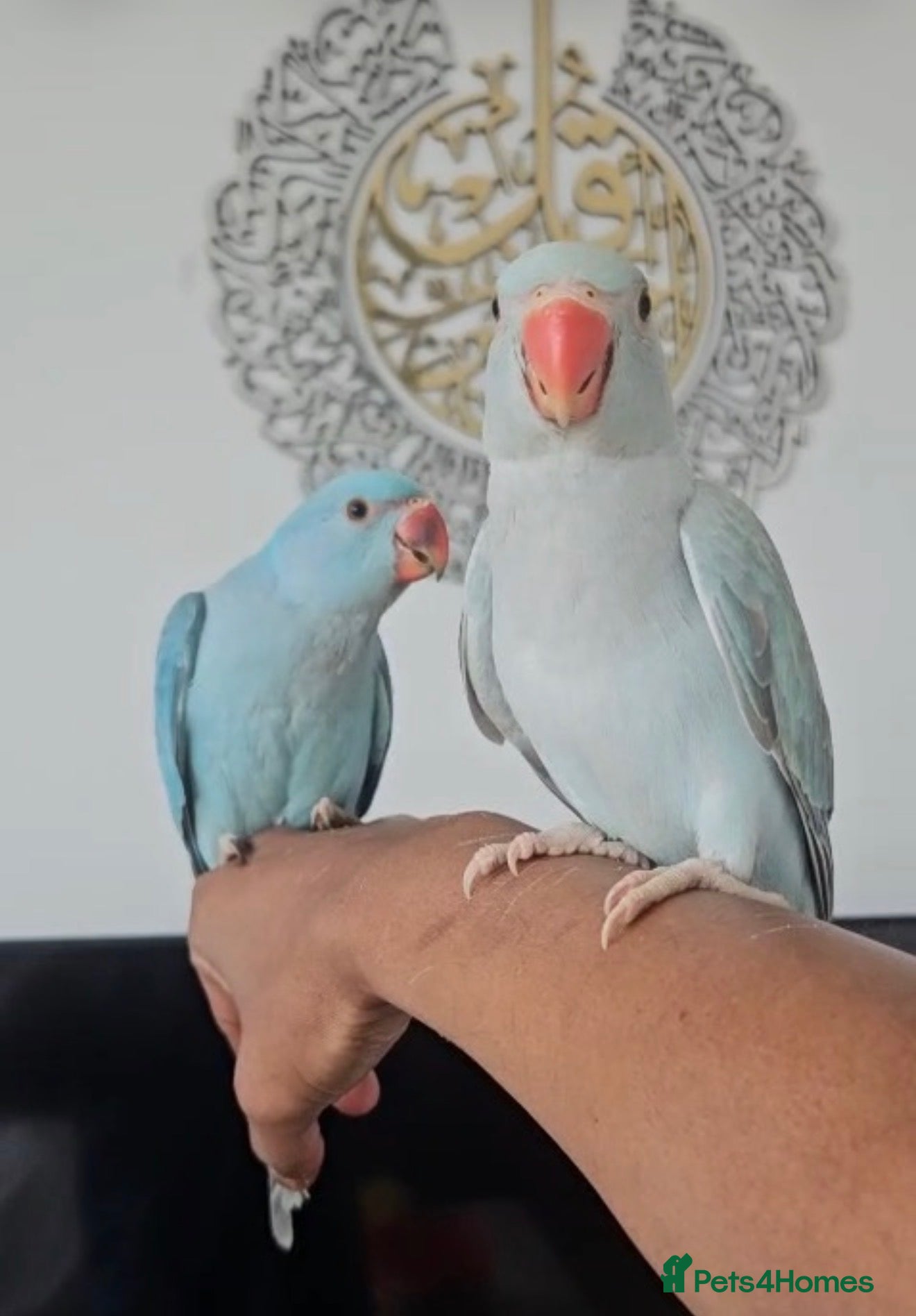 Ringnecks birds Stunning Fully Hand Tamed Blue Ringneck for Sale - Advert 1