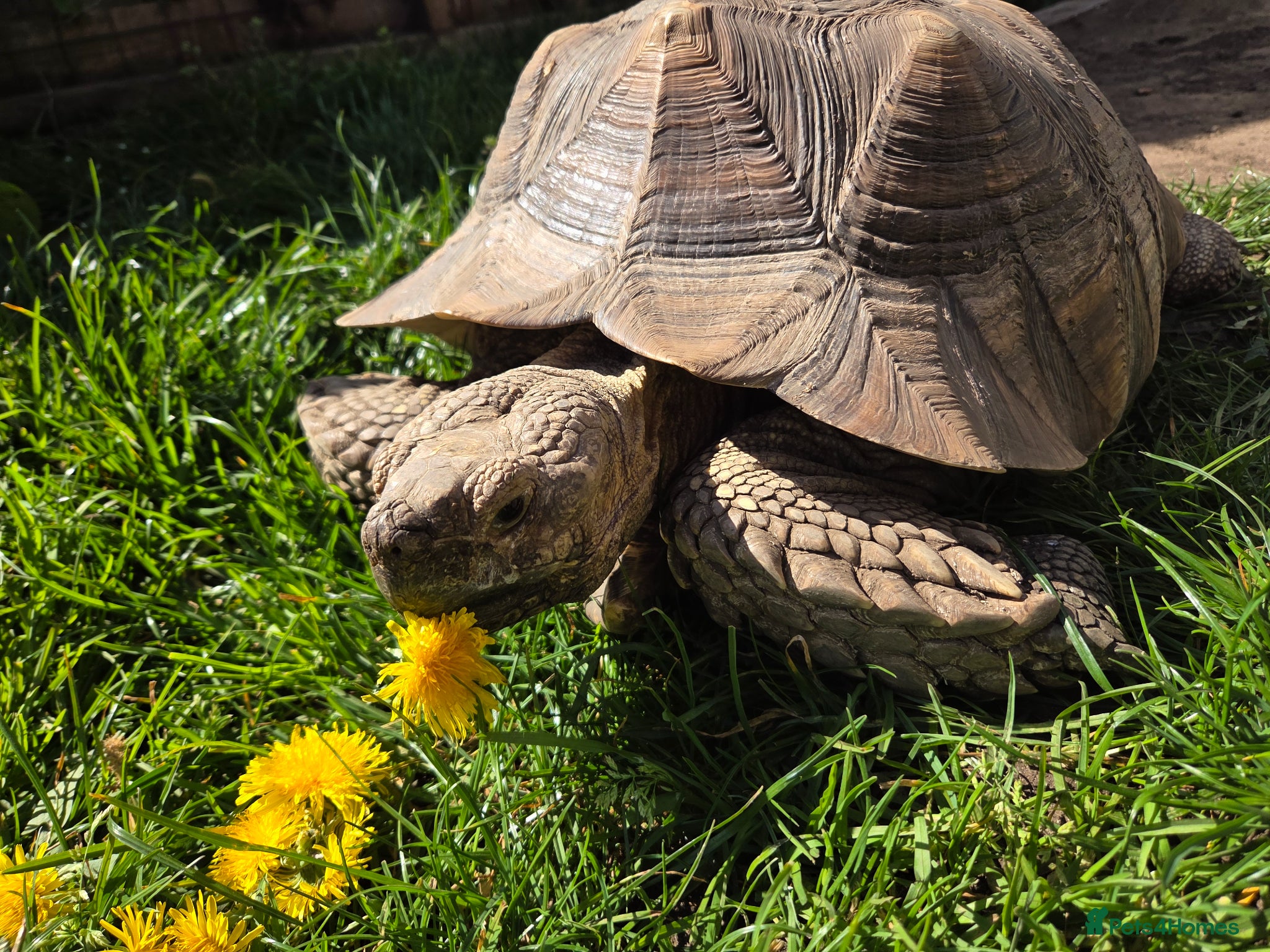 Tortoise reptiles Sulcata tortoise - Advert 11