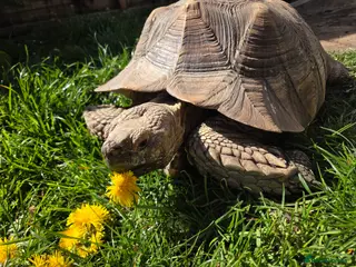 Tortoise reptiles Sulcata tortoise - Advert 1