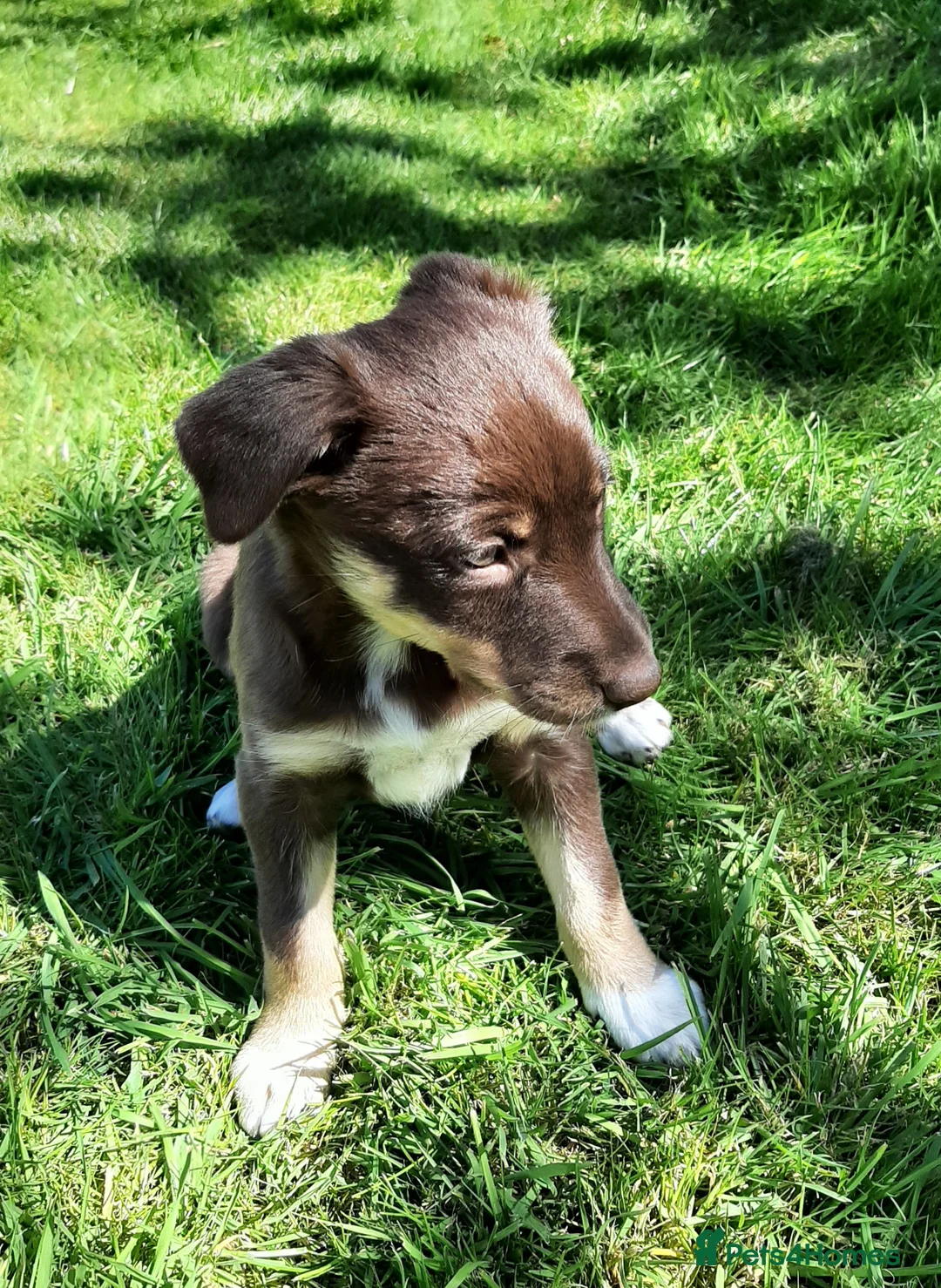 Mixed Breed dogs for sale: Collie × Kelpie pups near Cowbridge  - Advert 2