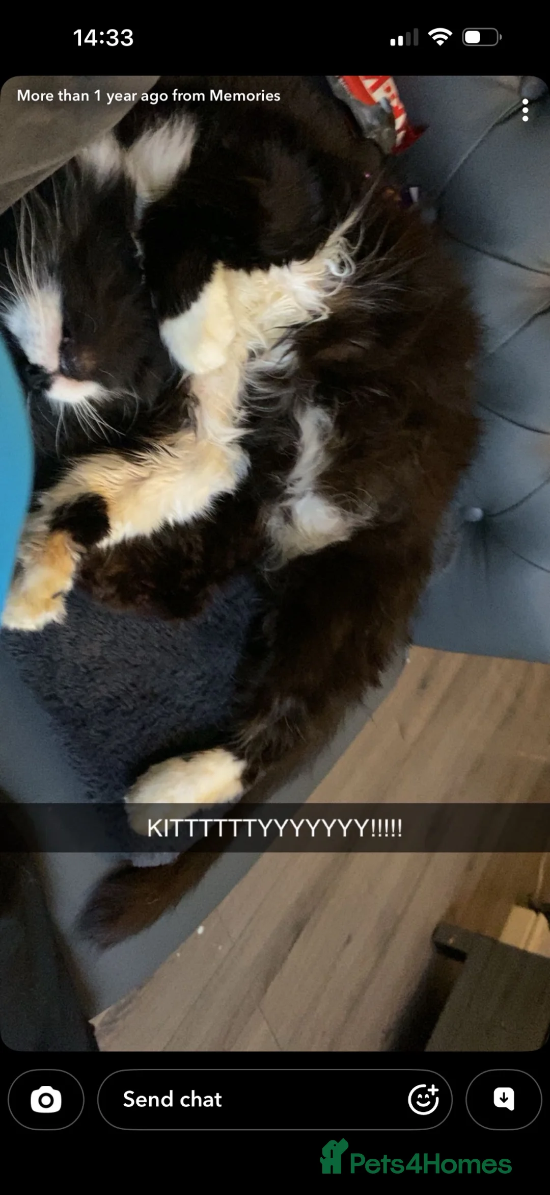 Mixed Breed cats for sale: Kittens - Advert 1