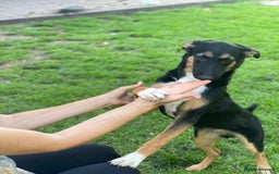 Mixed Breed dogs for adoption: 💙🐶 MAX 🐶💙 - Image 2
