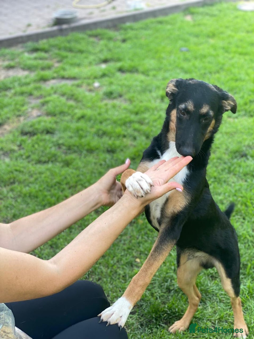 Mixed Breed dogs for adoption: 💙🐶 MAX 🐶💙 - Image 2