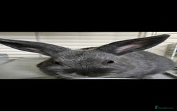 Netherland Dwarf rabbits for sale: 💫💫💫 Netherland dwarfs 💫💫💫 - Image 2