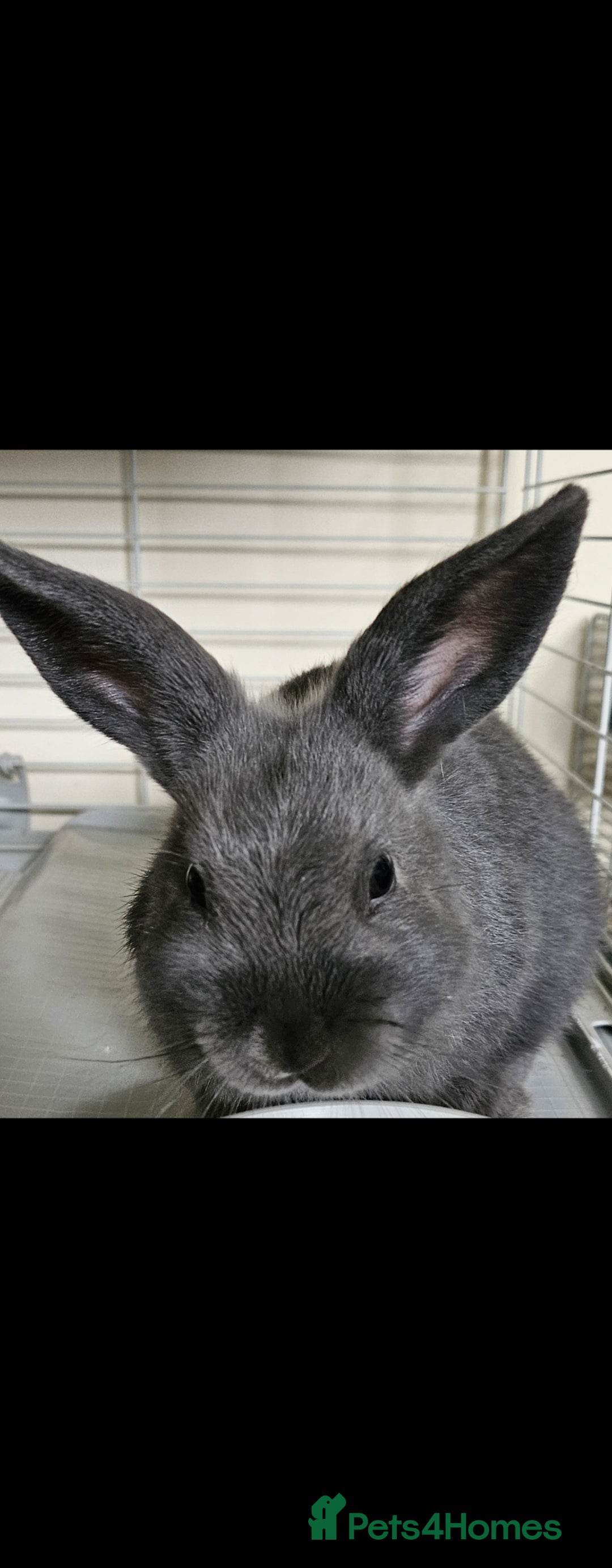 Netherland Dwarf rabbits for sale: 💫💫💫 Netherland dwarfs 💫💫💫 - Image 2