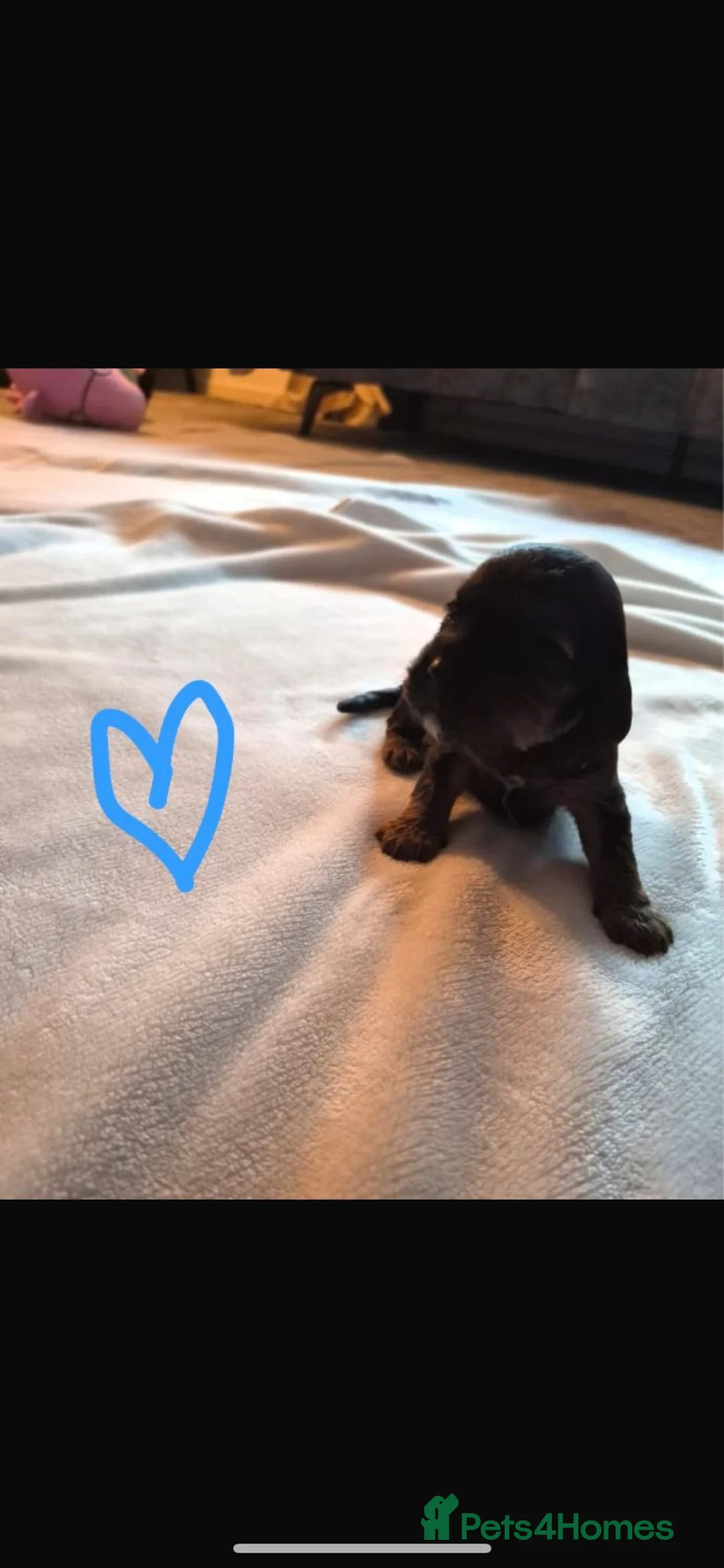 Mixed Breed dogs for sale: Cockalier - Advert 3