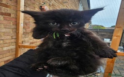 Maine Coon cats for sale: Maine Coon × Siberian  - Image 8