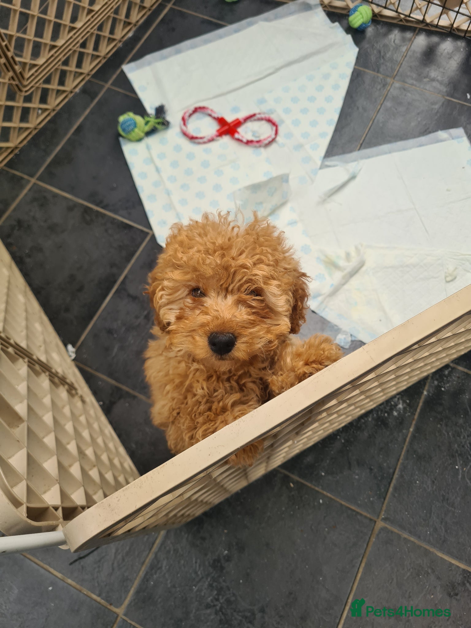 Cockapoo dogs Beautiful F1b Cockapoo Girls - Fully Vaccinated  - Advert 1